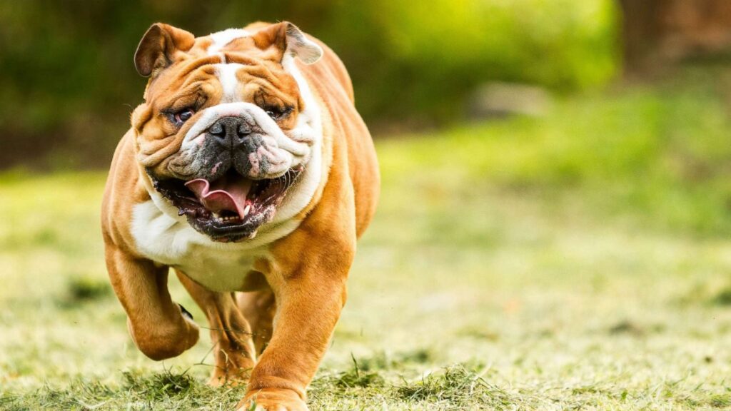A smiling Bulldog running through a field.