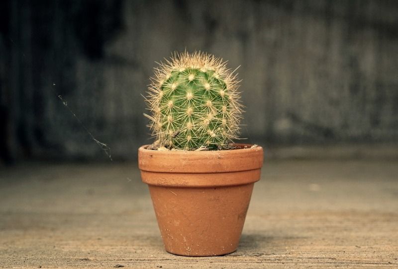 A small potted cactus.