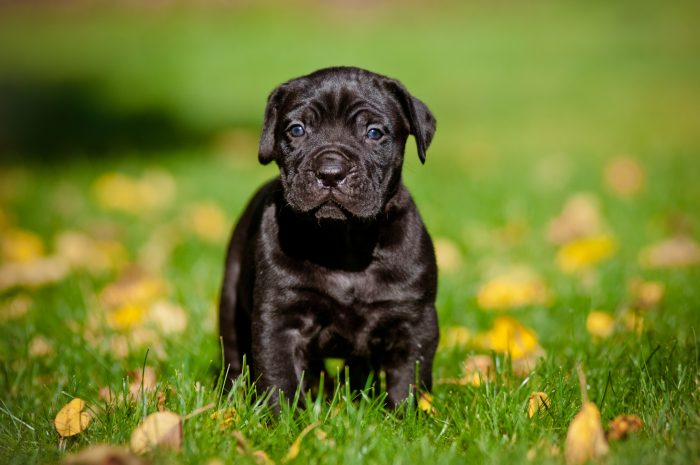 A Cane Corso puppy in a field of flowers.