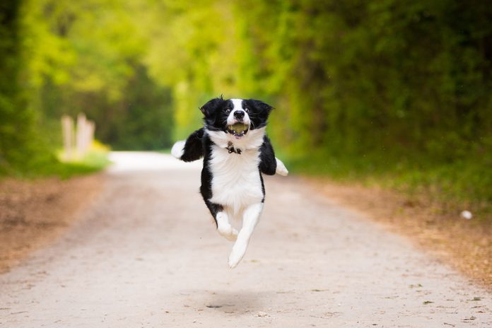 A Border Collie flying gracefully through the air.