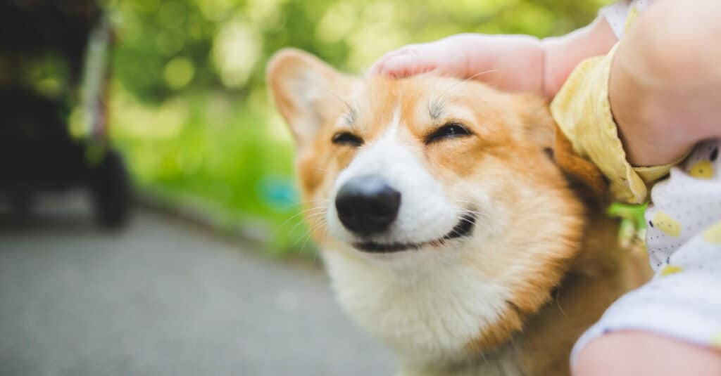 Ten Dogs I Want to Pet