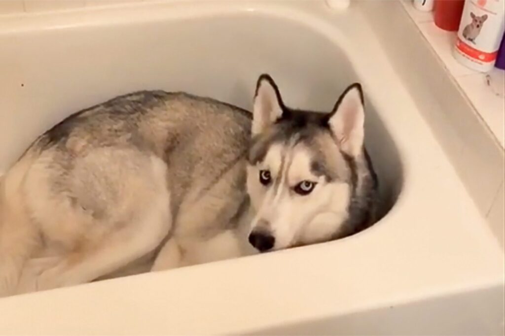 A Husky laying in a tub.