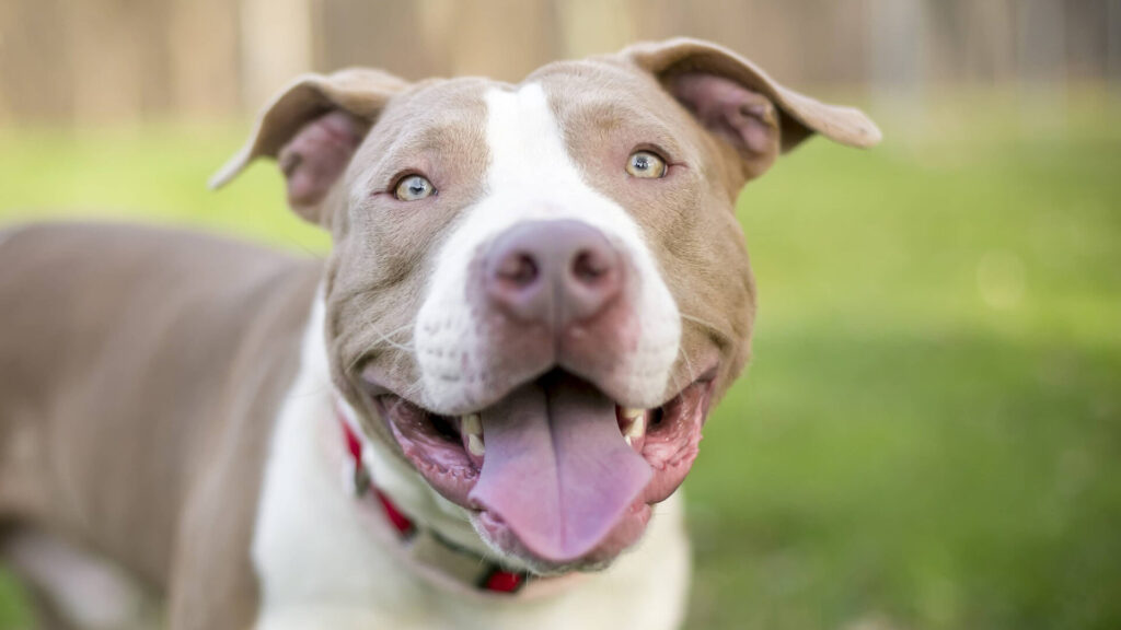 A smiling Pitbull.