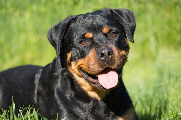 A smiling Rottweiler in a field.