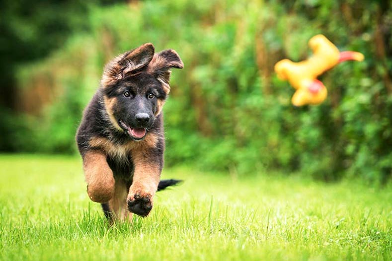 A German Shepherd puppy running through a yard.