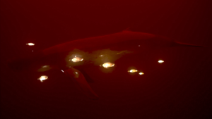 a glass whale swimming through a red ocean, surrounded by glowing turtles